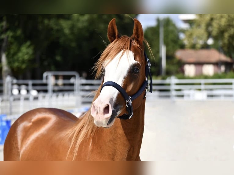 Demi-sang arabe Étalon 6 Ans 157 cm Alezan in Nogent-sur-Marne