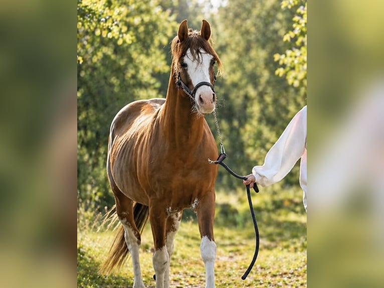 Demi-sang arabe Étalon 6 Ans 157 cm Alezan in Nogent-sur-Marne