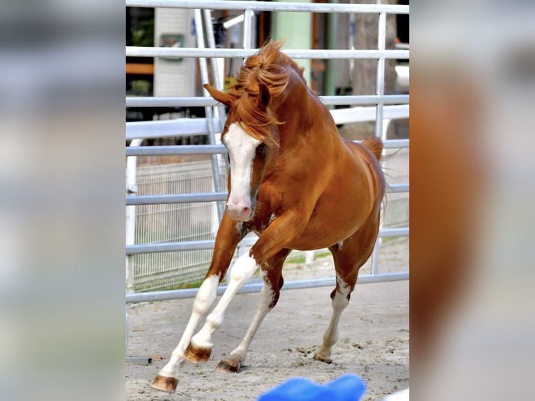 Demi-sang arabe Étalon 6 Ans 157 cm Alezan in Nogent-sur-Marne
