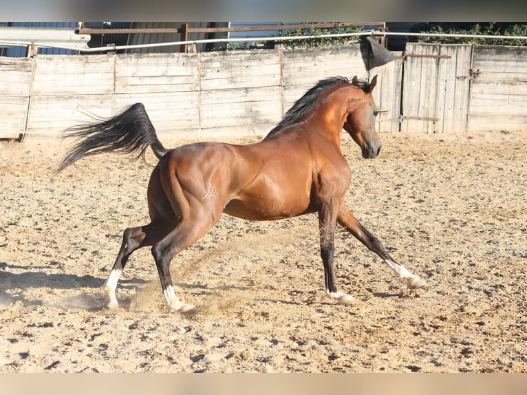 Demi-sang arabe Étalon 6 Ans 157 cm Bai in cornillon confoux
