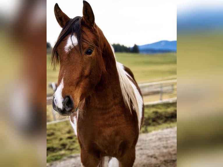Demi-sang arabe Étalon 9 Ans 156 cm Pinto in Nesselwang