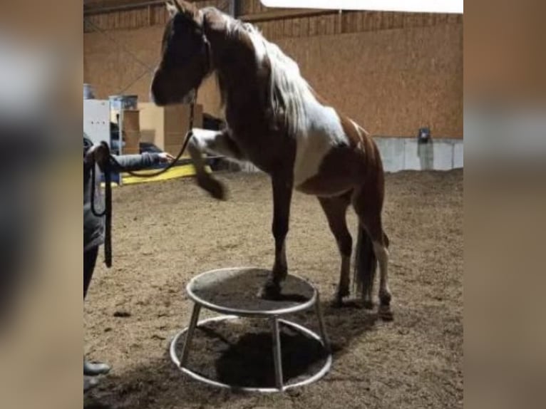 Demi-sang arabe Étalon 9 Ans 156 cm Pinto in Nesselwang