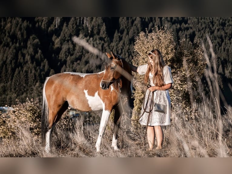 Demi-sang arabe Étalon 9 Ans 156 cm Pinto in Nesselwang