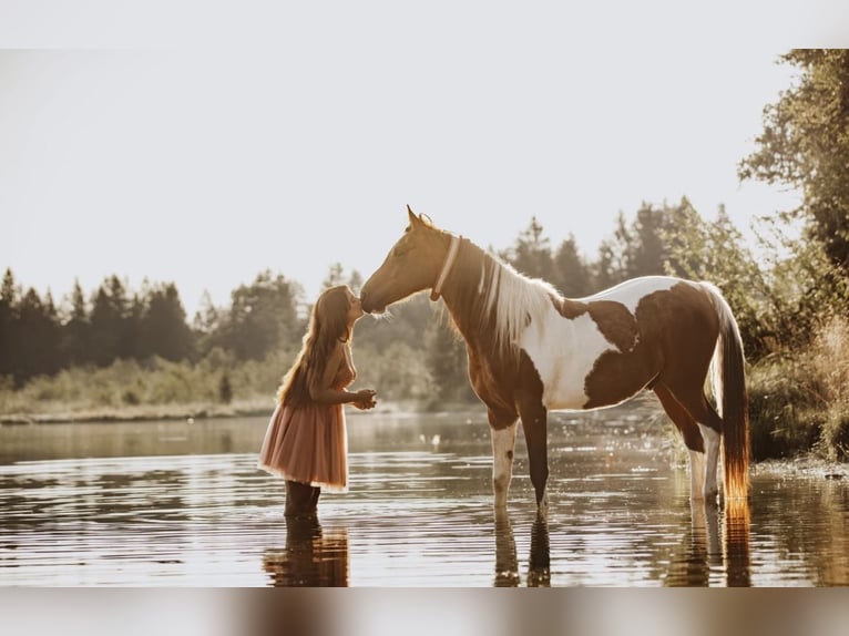 Demi-sang arabe Étalon 9 Ans 156 cm Pinto in Nesselwang