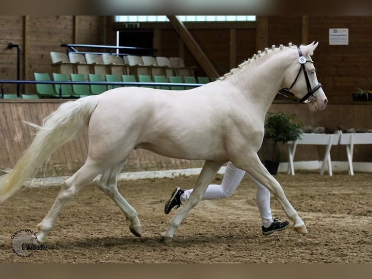 Demi-sang arabe Étalon Cremello in Lüdersdorf