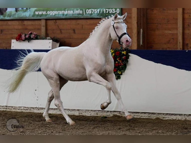 Demi-sang arabe Étalon Cremello in Lüdersdorf