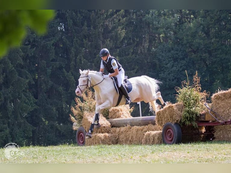 Demi-sang arabe Étalon Cremello in Lüdersdorf