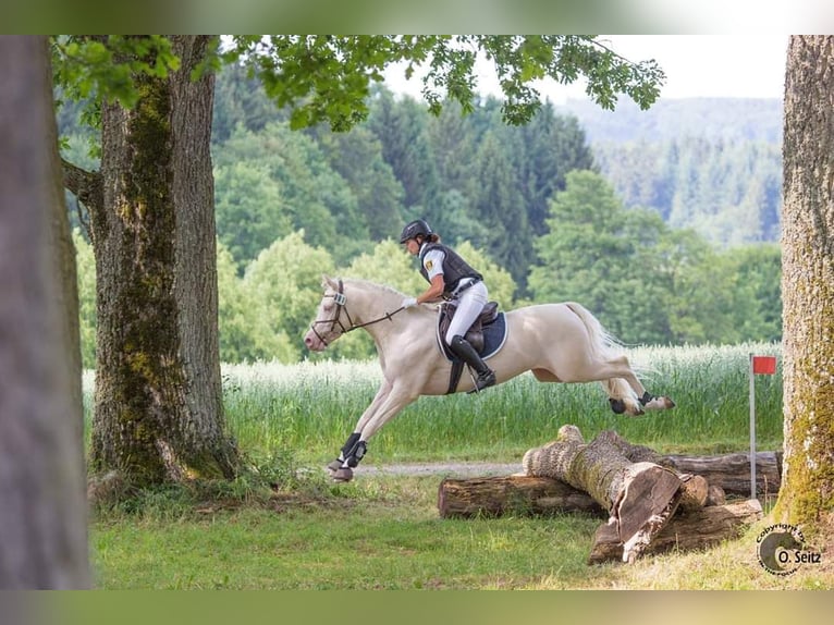 Demi-sang arabe Étalon Cremello in Lüdersdorf