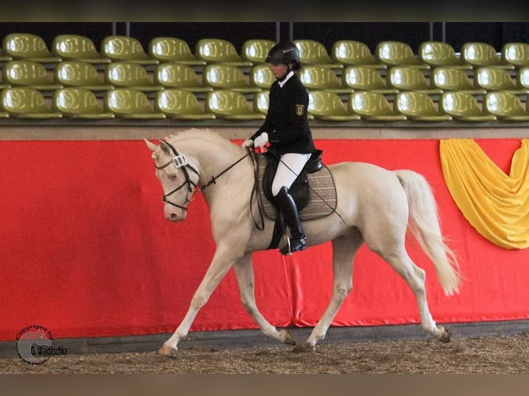 Demi-sang arabe Étalon Cremello in Lüdersdorf