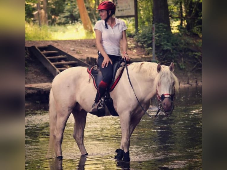 Demi-sang arabe Étalon Cremello in Lüdersdorf