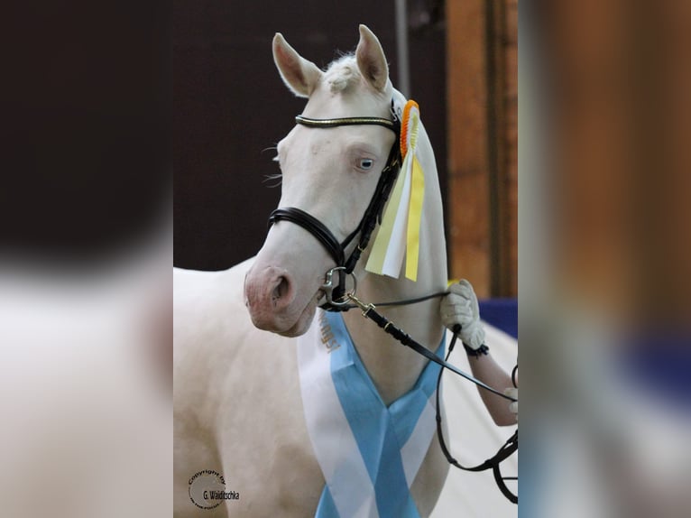 Demi-sang arabe Étalon Cremello in Lüdersdorf