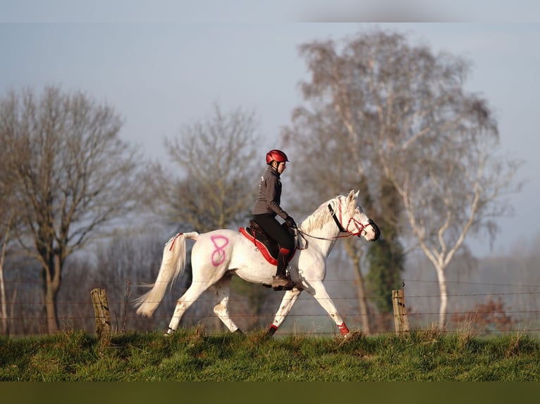 Demi-sang arabe Étalon Cremello in Lüdersdorf