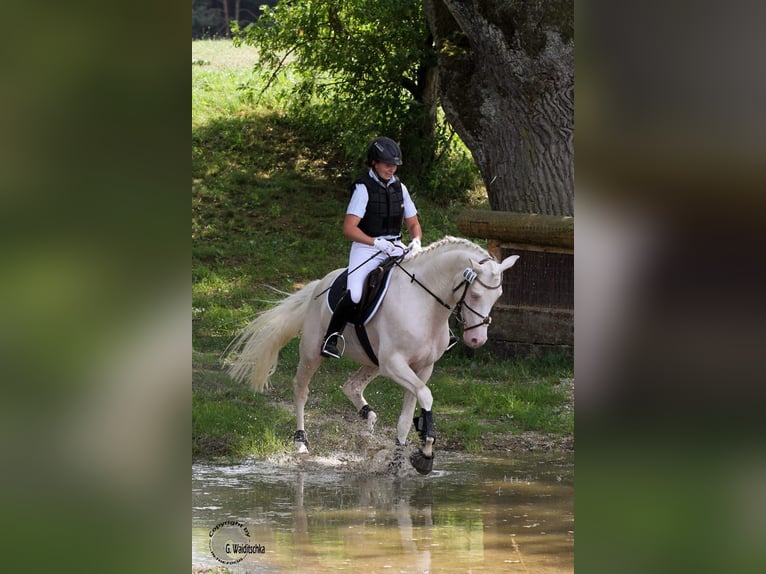 Demi-sang arabe Étalon Cremello in Lüdersdorf