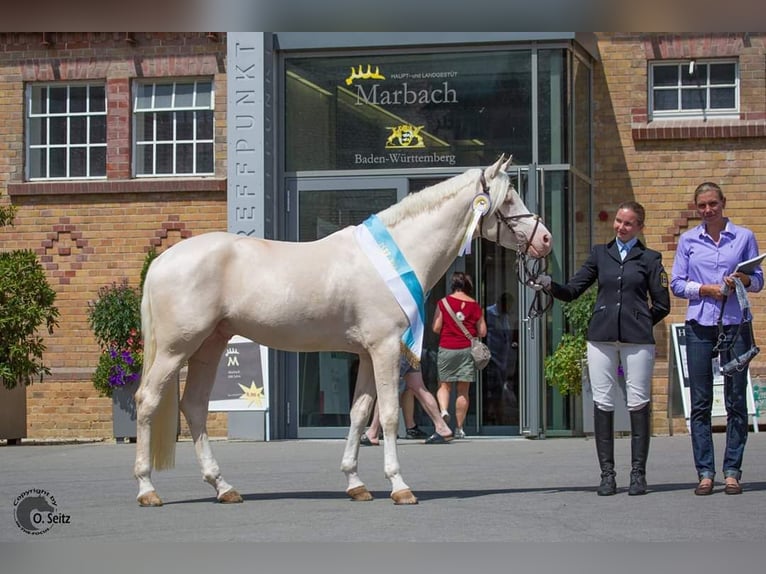 Demi-sang arabe Étalon Cremello in Lüdersdorf