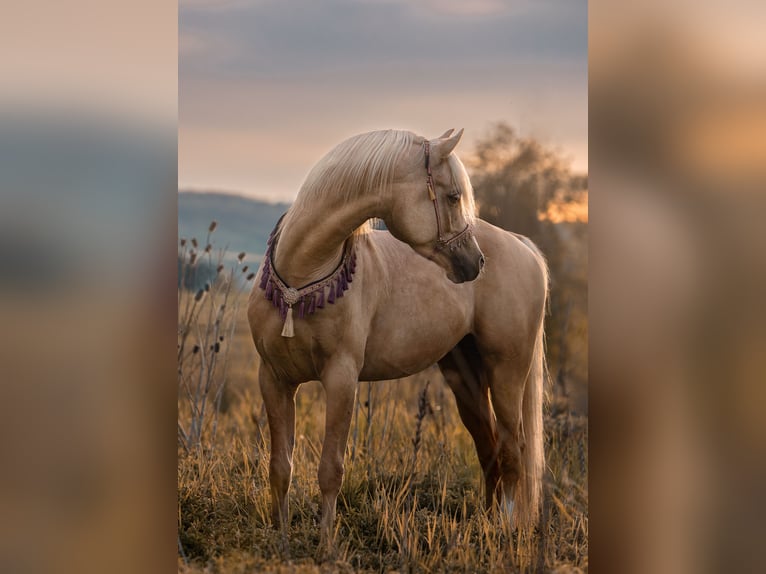 Demi-sang arabe Étalon Palomino in Hagendorn