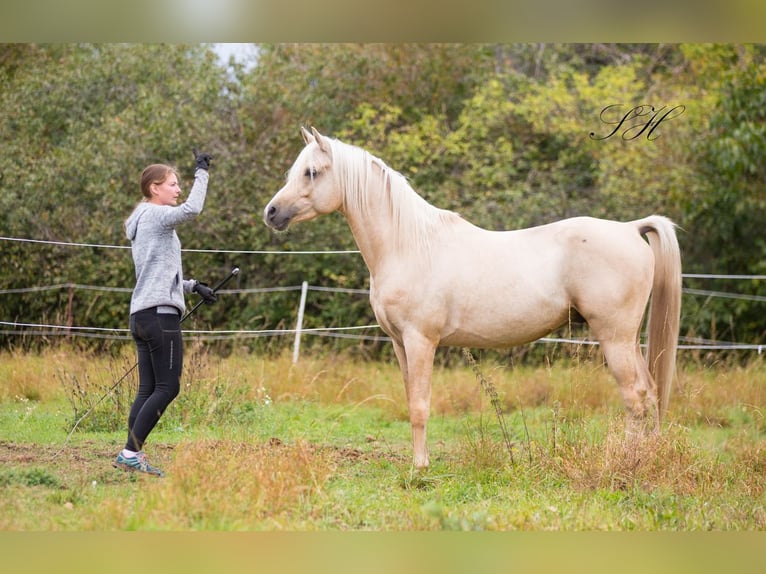 Demi-sang arabe Étalon Palomino in Hagendorn