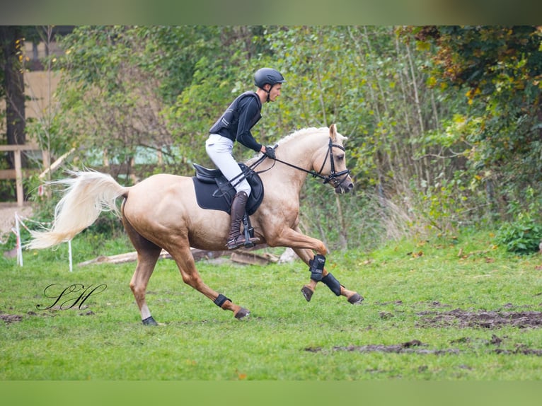 Demi-sang arabe Étalon Palomino in Hagendorn