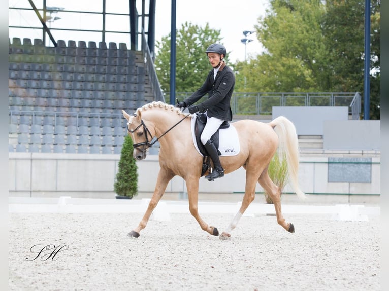 Demi-sang arabe Étalon Palomino in Hagendorn