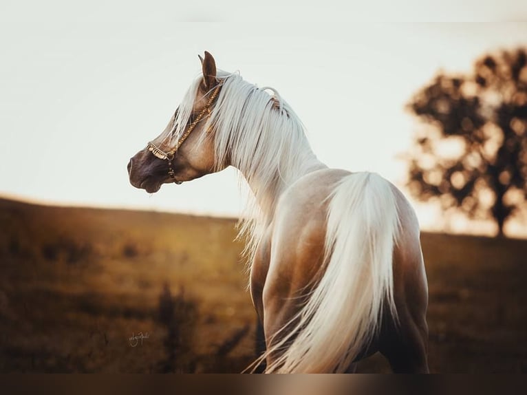 Demi-sang arabe Étalon Palomino in Hagendorn