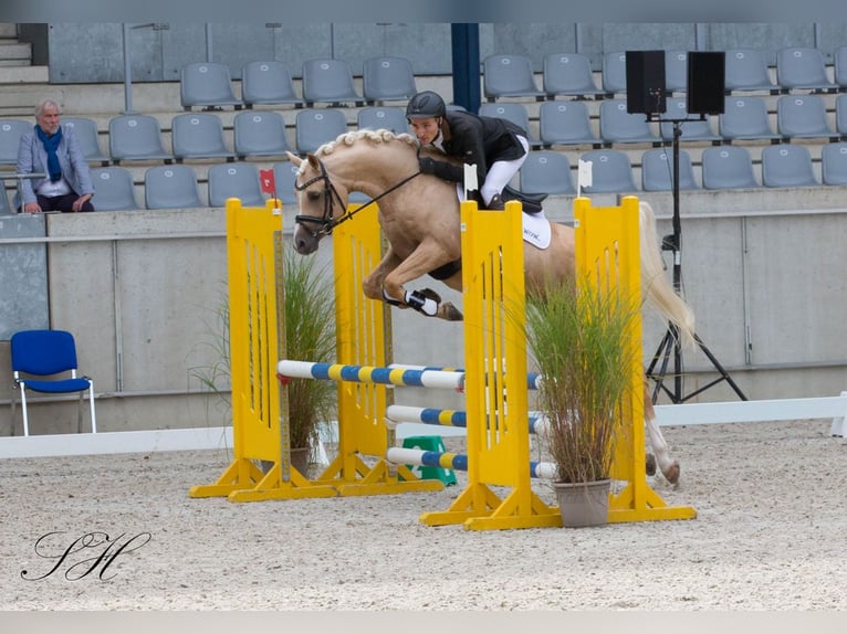 Demi-sang arabe Étalon Palomino in Hagendorn