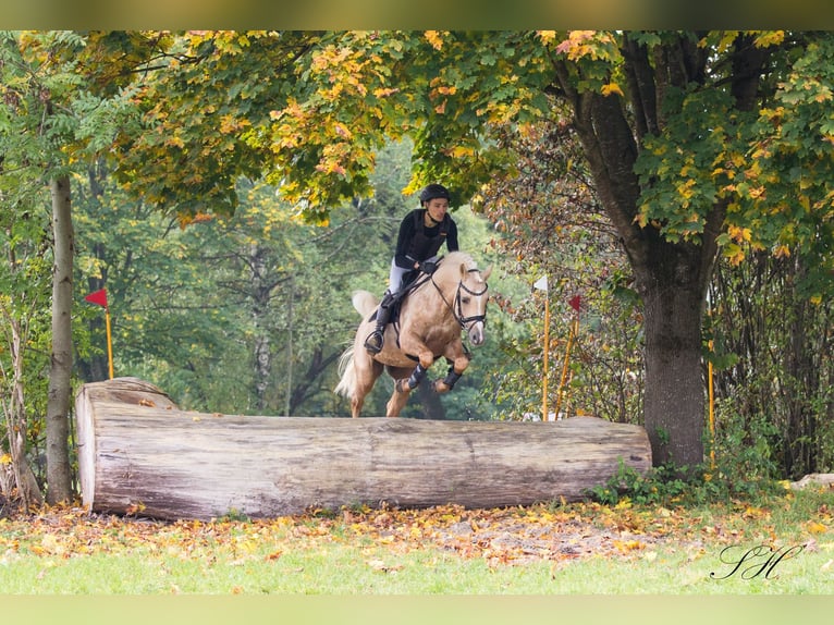 Demi-sang arabe Étalon Palomino in Hagendorn