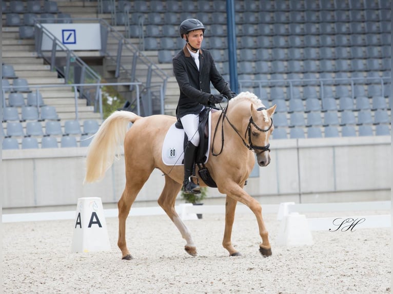 Demi-sang arabe Étalon Palomino in Hagendorn