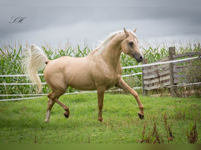 Demi-sang arabe Étalon Palomino in Hagendorn