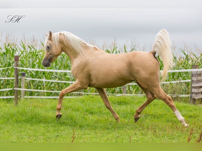 Demi-sang arabe Étalon Palomino in Hagendorn