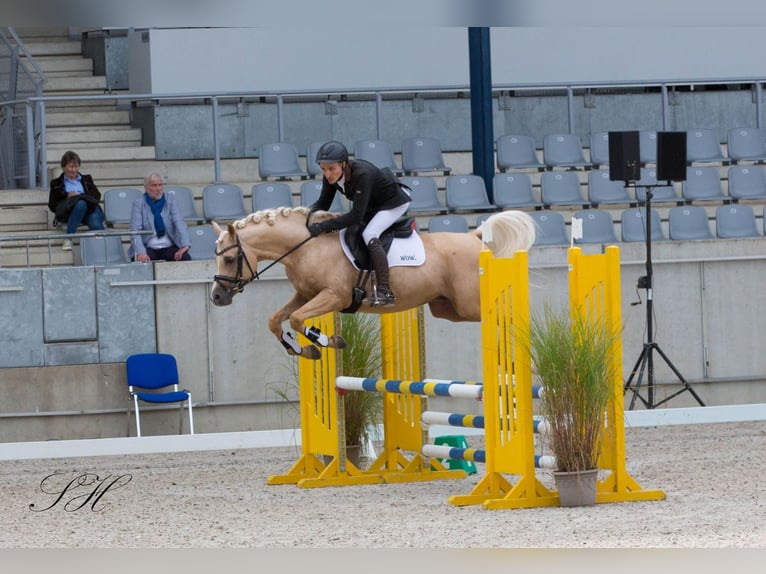 Demi-sang arabe Étalon Palomino in Hagendorn