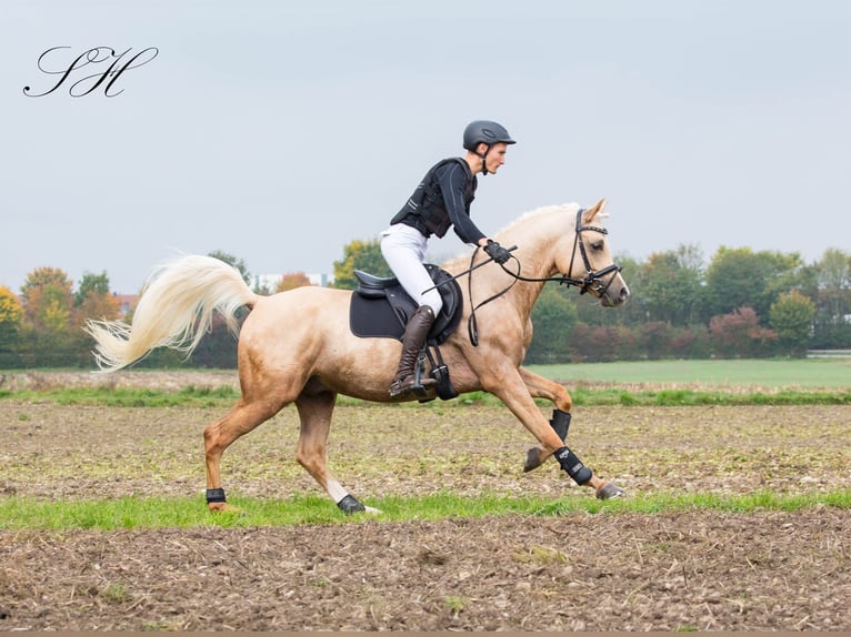 Demi-sang arabe Étalon Palomino in Hagendorn