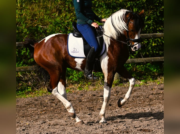 Demi-sang arabe Étalon Pinto in Nuland