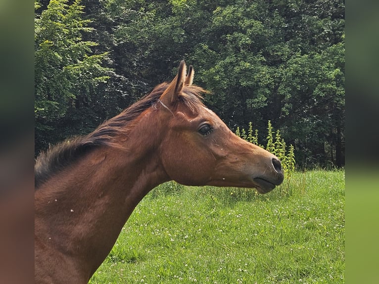 Demi-sang arabe Croisé Étalon Poulain (03/2024) 150 cm in Simmerath