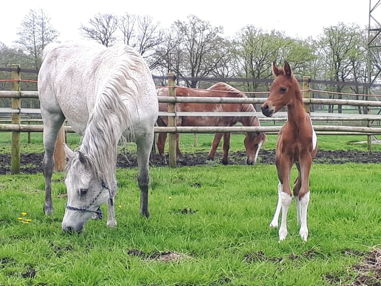 Demi-sang arabe Étalon Poulain (04/2024) 150 cm Tobiano-toutes couleurs in Sulingen