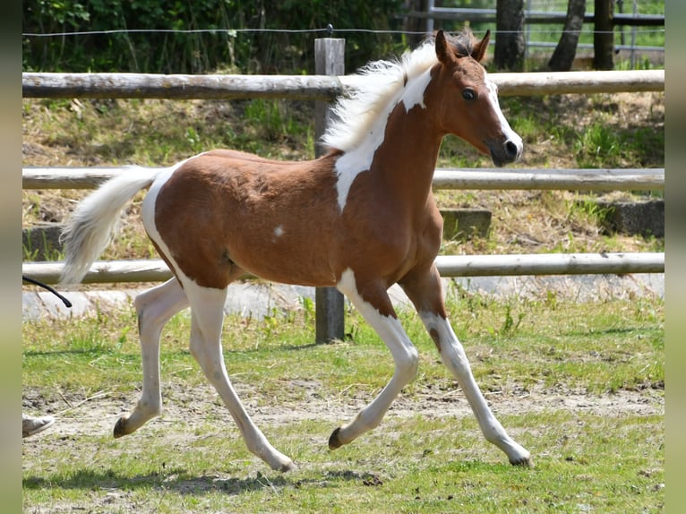 Demi-sang arabe Étalon Poulain (03/2024) 152 cm Tobiano-toutes couleurs in Mörsdorf