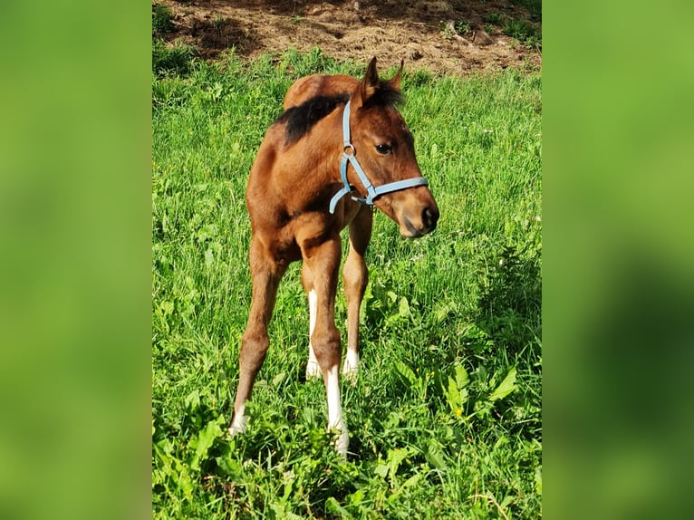 Demi-sang arabe Étalon Poulain (04/2026) 153 cm Tobiano-toutes couleurs in Katsch