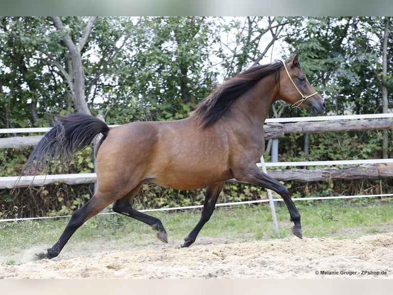 Demi-sang arabe Étalon Poulain (06/2024) 154 cm in Coswig (Anhalt)