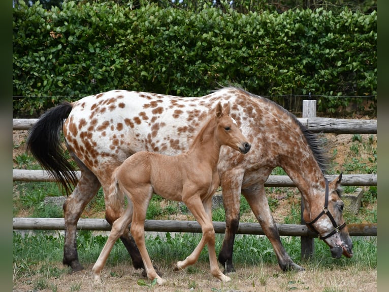 Demi-sang arabe Étalon Poulain (06/2026) 159 cm Palomino in Mörsdorf