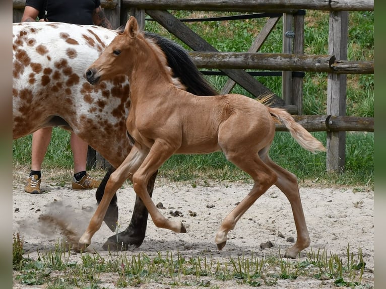 Demi-sang arabe Étalon Poulain (06/2026) 159 cm Palomino in Mörsdorf