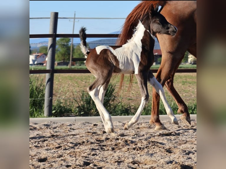 Demi-sang arabe Étalon Poulain (05/2026) 160 cm Pinto in Völkermarkt
