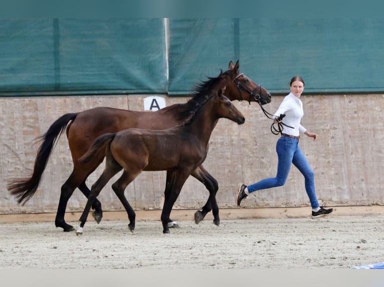 Demi-sang arabe Étalon Poulain (04/2024) 164 cm Bai in Bad Oldesloe