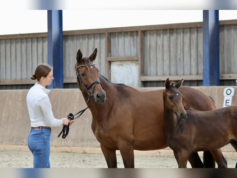 Demi-sang arabe Étalon Poulain (04/2024) 164 cm Bai in Bad Oldesloe