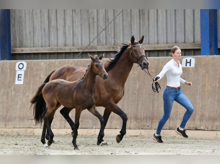 Demi-sang arabe Étalon Poulain (04/2024) 164 cm Bai in Bad Oldesloe