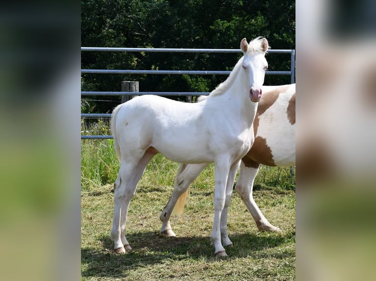 Demi-sang arabe Étalon Poulain (01/2024) Cremello in Saint palais