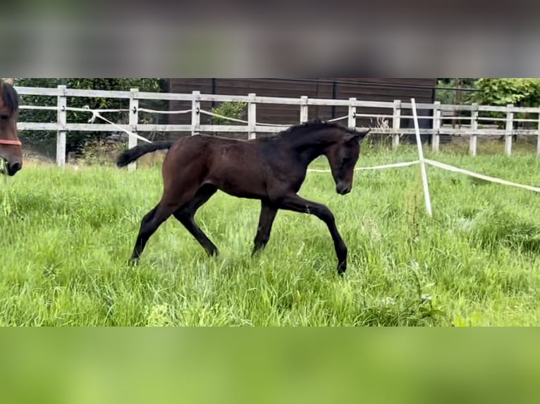 Demi-sang arabe Étalon Poulain (05/2024) Gris in Panningen