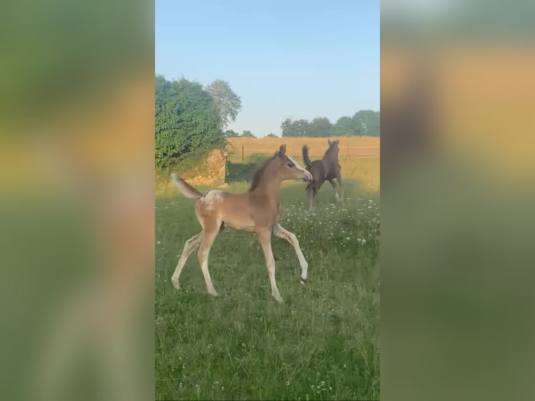 Demi-sang arabe Étalon  Léopard in Vire