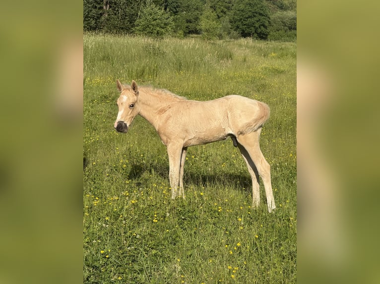 Demi-sang arabe Étalon Poulain (04/2026) Palomino in Soucht