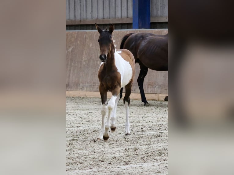 Demi-sang arabe Étalon Poulain (04/2024) Pinto in Bad Oldesloe