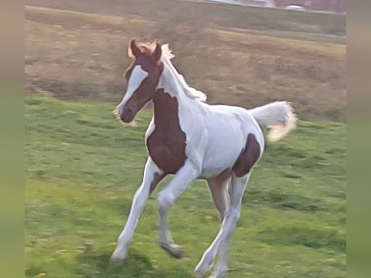 Demi-sang arabe Étalon Poulain (04/2025) Pinto in Nesselw&#xE4;ngle
