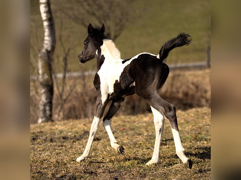 Demi-sang arabe Étalon Poulain (03/2026) Pinto in Rauris