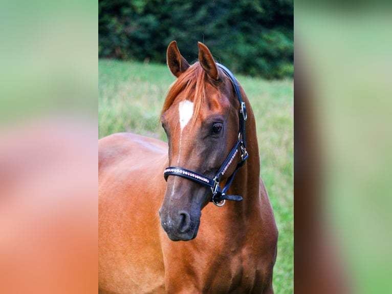 Demi-sang arabe Hongre 10 Ans 155 cm Alezan in Bad Driburg